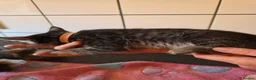 Bengal cats for sale: Bengal charcoal silver kittens from snow linx  - Advert 29