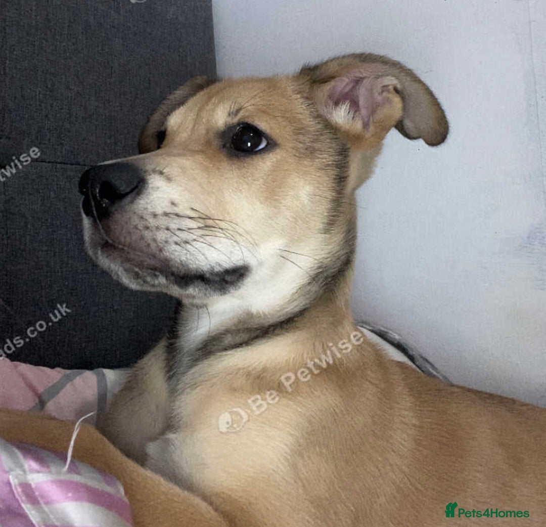 Mixed Breed dogs for sale: Murphy  - Advert 2