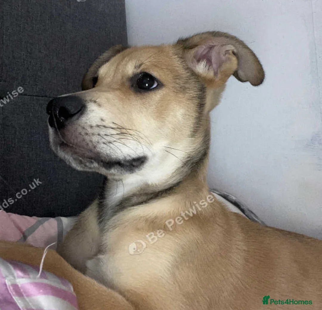 Mixed Breed dogs for sale: Murphy  - Advert 3