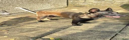 Belgian Shepherd Dog dogs for sale: 2 year old Belgian Malinois (male)  in Liverpool - Advert 2