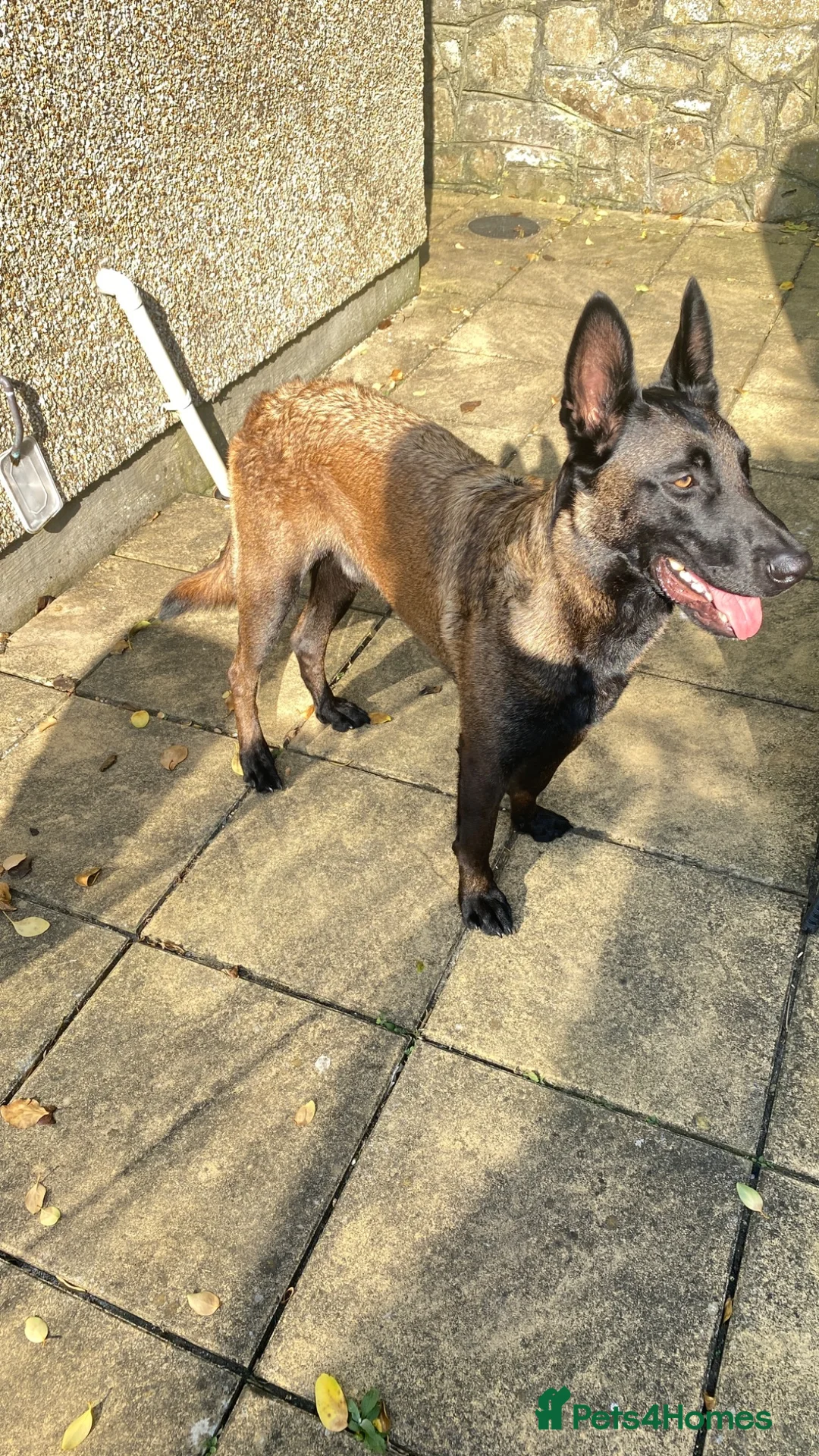 Belgian Shepherd Dog dogs for sale: 2 year old Belgian Malinois (male)  in Liverpool - Advert 2