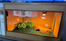 Leopard Gecko reptiles for sale: Leopard Gecko & Full Set Up - Advert 1