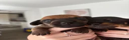 Chiweenie dogs for sale: 4 Gorgeous Chiwennie puppies - Advert 3