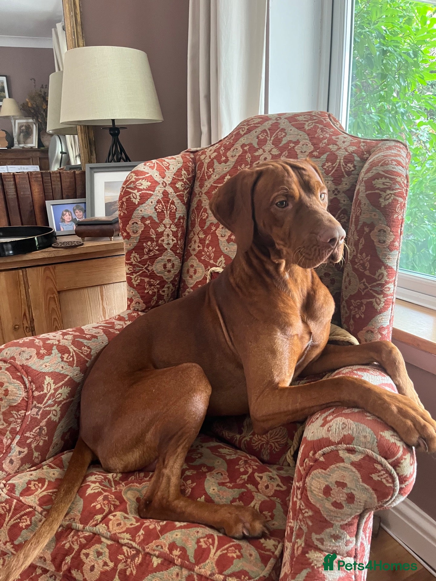 Hungarian Vizsla dogs 18 month old make vizsla for rehome - Advert 4