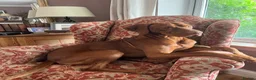 Hungarian Vizsla dogs for sale: 18 month old make vizsla for rehome - Advert 1