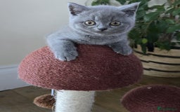 British Shorthair cats for sale: British Shorthaired kittens  - Image 1
