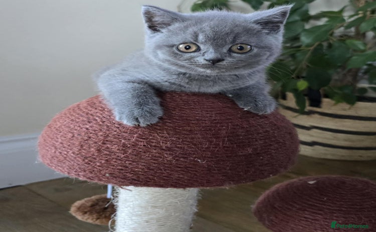 British Shorthair cats - Advert 2