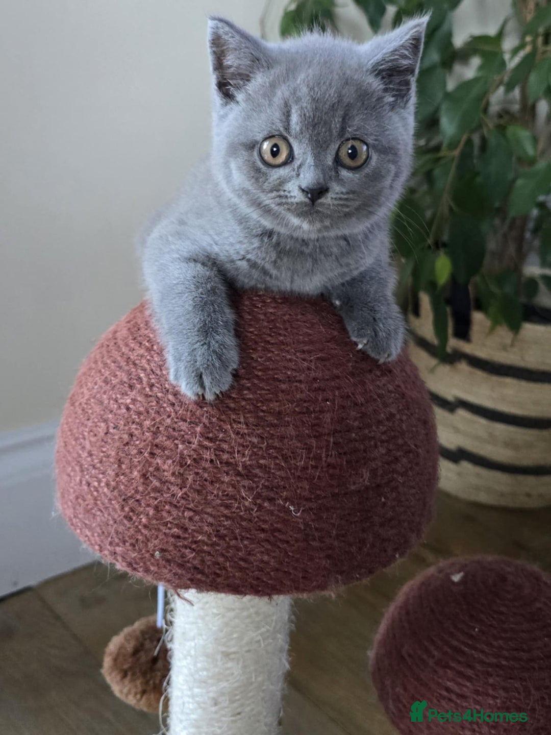 British Shorthair cats for sale: British Shorthaired kittens  - Image 1