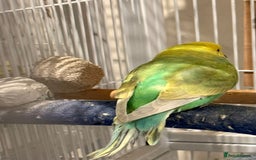 Budgerigars birds for sale: Bonded untamed budgies for sale - Image 5