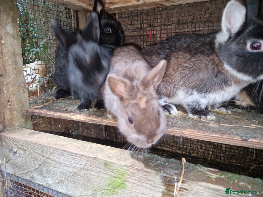 Netherland Dwarf rabbits for sale: Cute little netherland dwarf boys  - Image 11