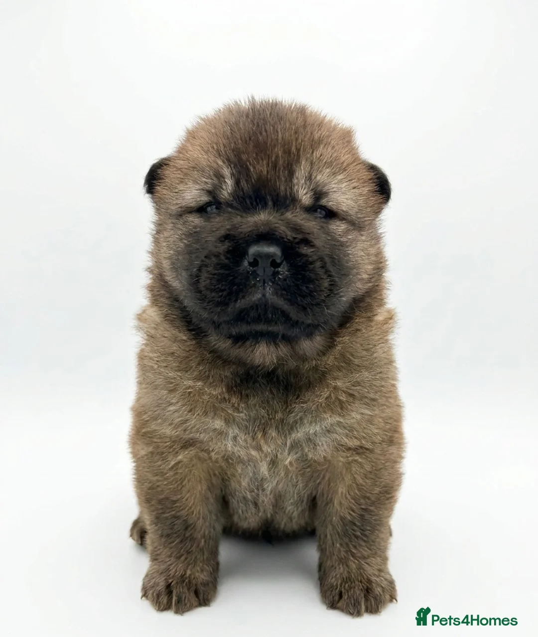 Chow Chow dogs for sale: Chow chow puppies  - Advert 1