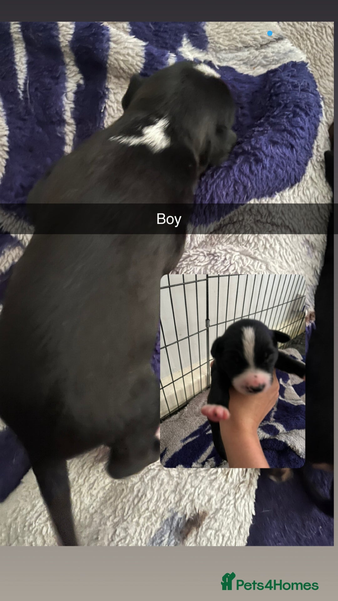 Mixed Breed dogs for sale: 7 Lurcher x collie  - Image 9