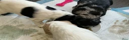 Cocker Spaniel dogs for sale: Cocker spaniels - Advert 6