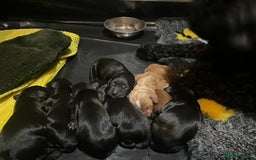 Mixed Breed dogs for sale: Exceptionally bred cockapoos, see details. Oct 12 - Image 4