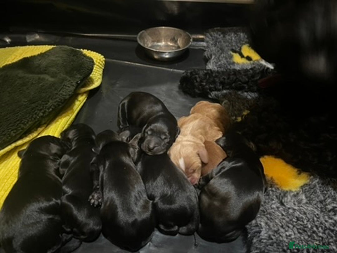 Mixed Breed dogs for sale: Exceptionally bred cockapoos, see details. Oct 12 - Image 4