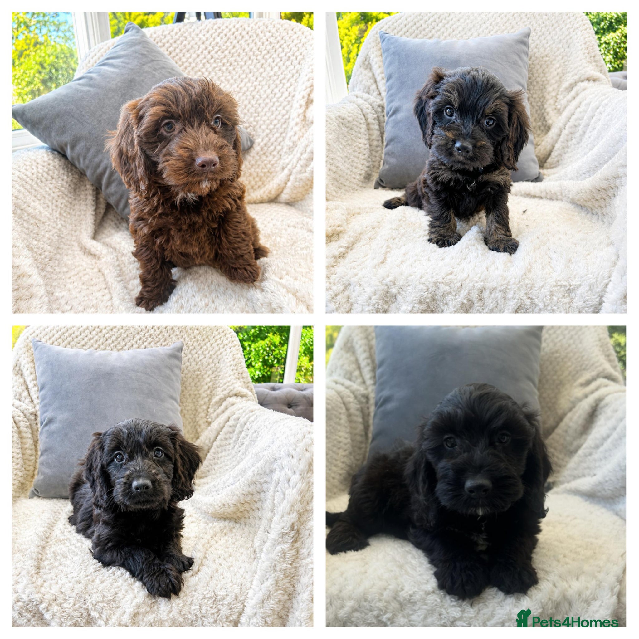 Cockapoo dogs F1 cockapoo puppies - Advert 1