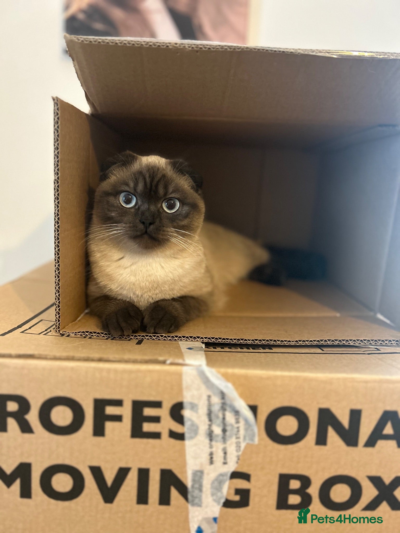 Scottish Fold cats 🐾 Seeking a Loving, Peaceful Home for beau  - Advert 1