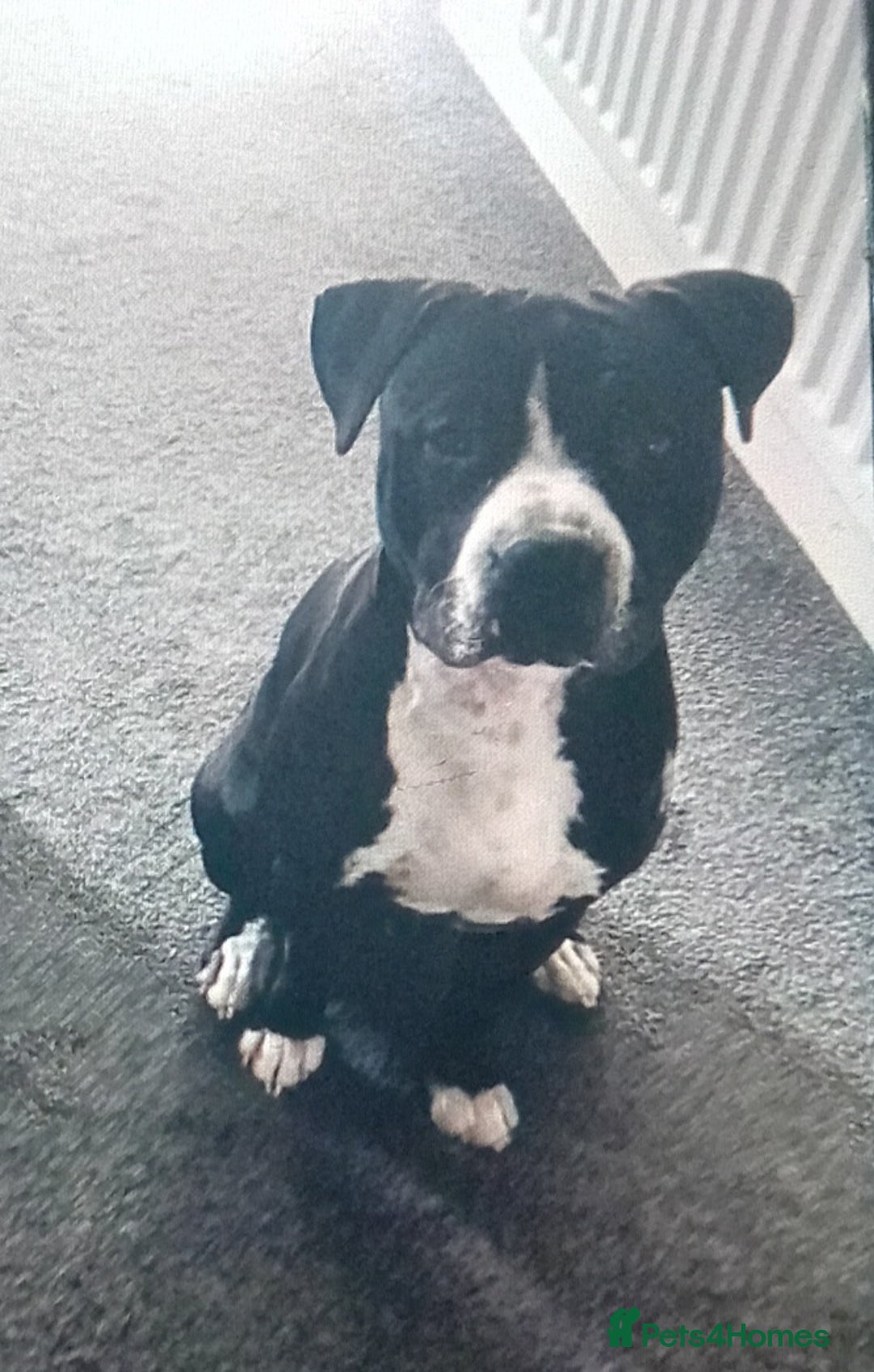 Staffordshire Bull Terrier dogs for sale: Staffordshire bull terriers for sale - Image 9