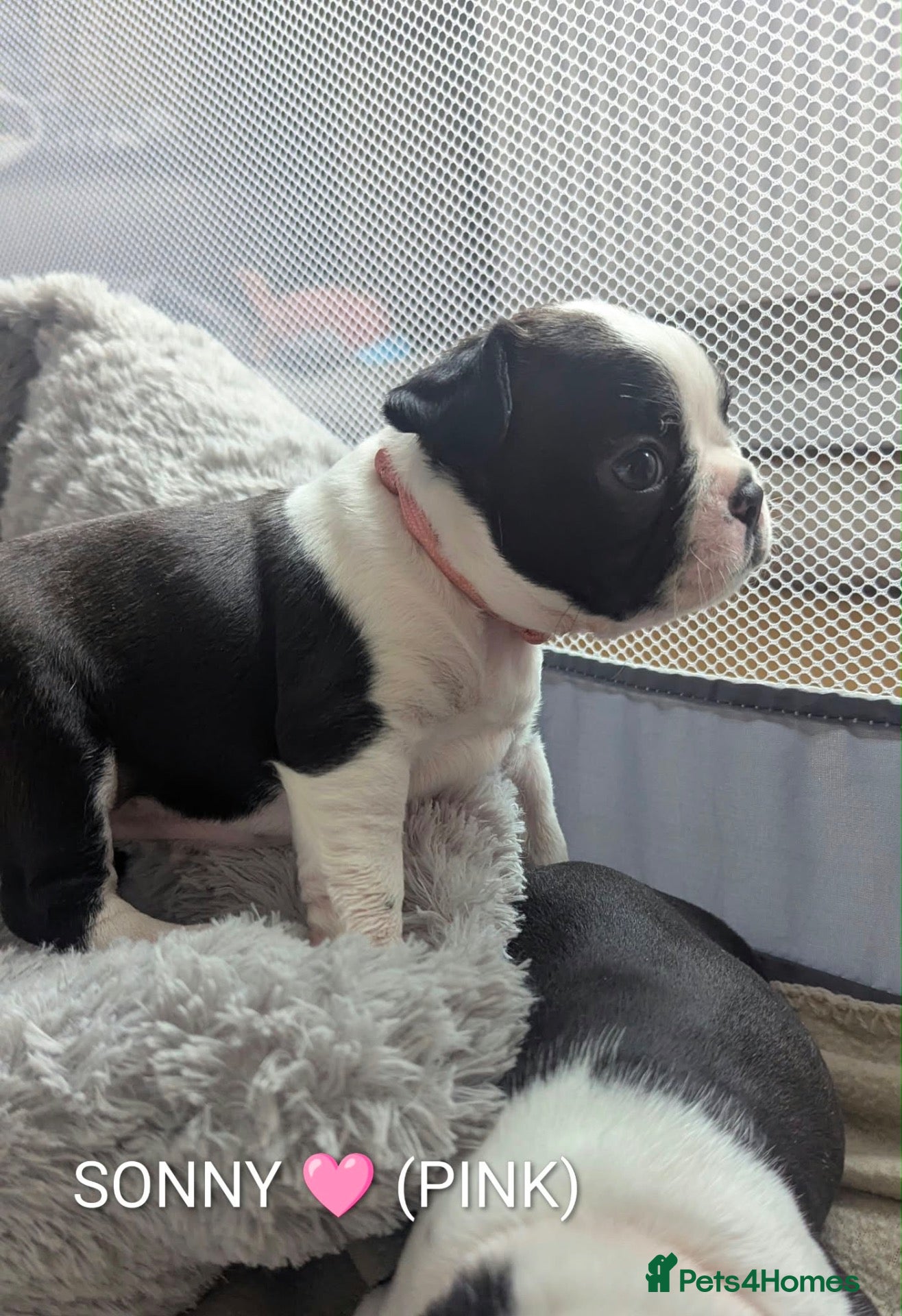 Boston Terrier dogs for sale: ARGYLL - 1 Adorable girl Boston Terrier Pup - Advert 6