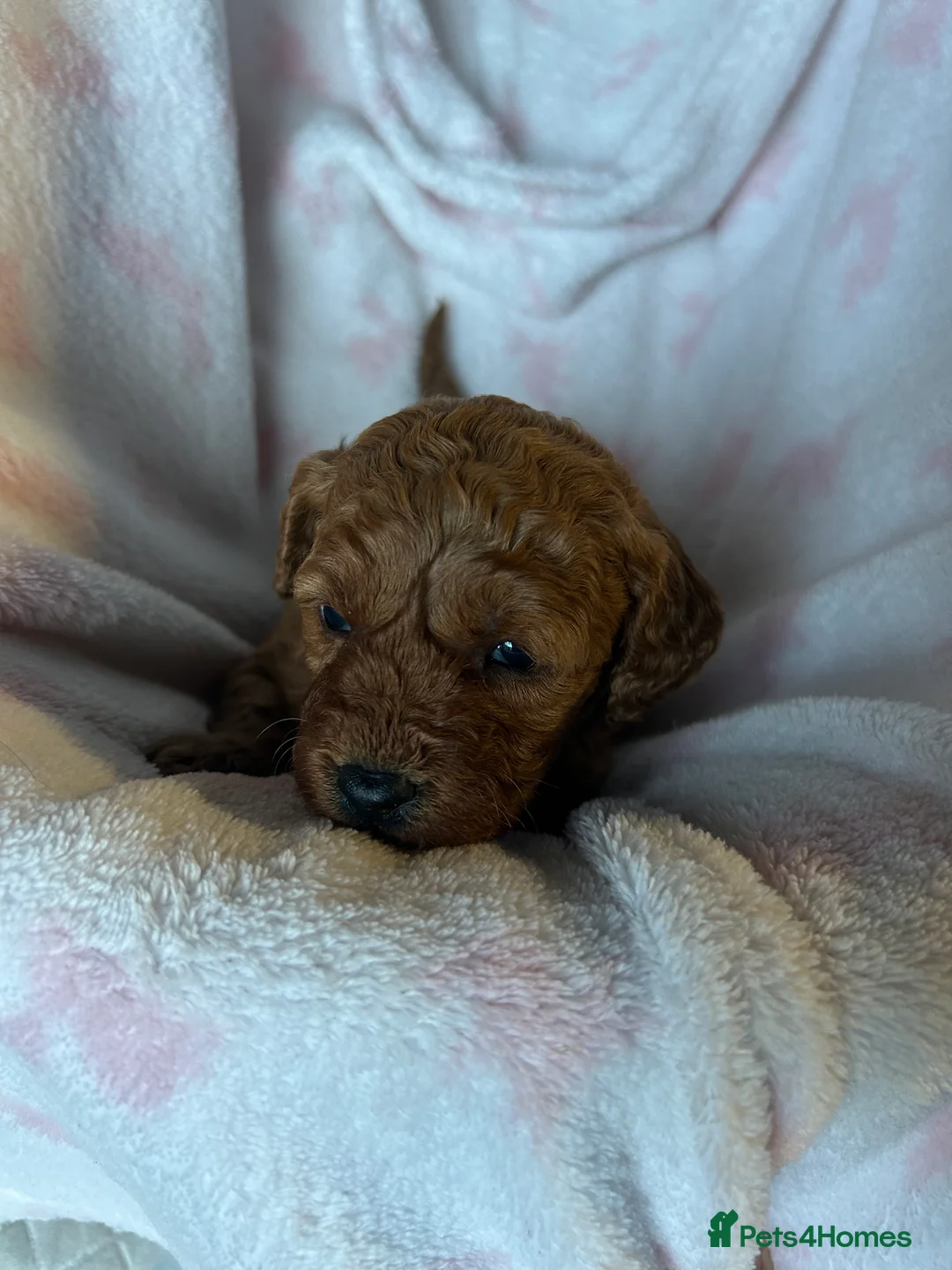 Cavapoo dogs for sale: Adventures of a curly cavapoo no further  - Advert 15