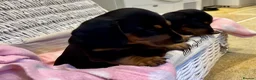 Miniature Dachshund dogs for sale: Beautiful Miniature Dachshunds - 2 boys left - Advert 12