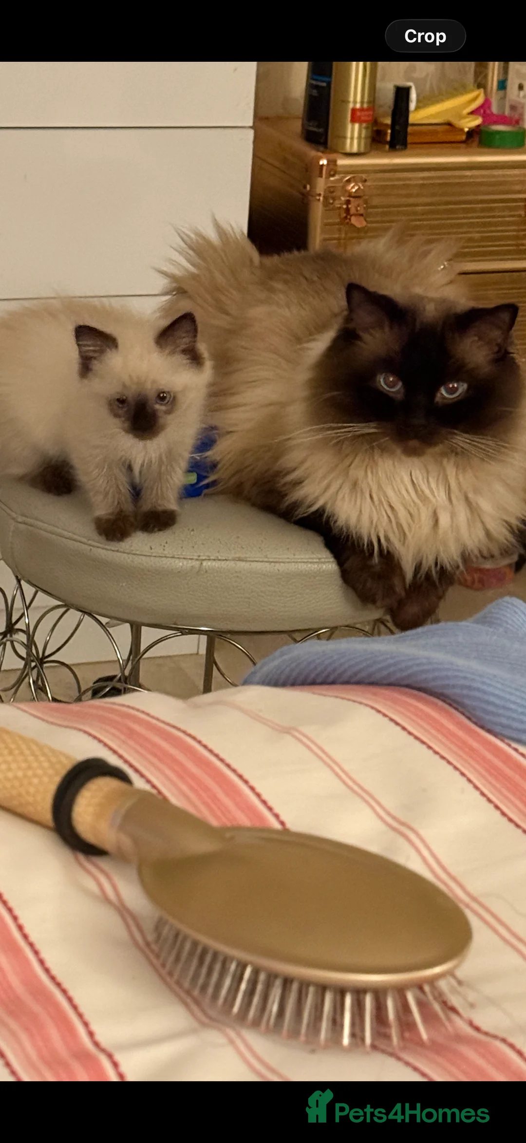 Ragdoll cats for sale: Beautiful Seal Point female Ragdoll kitten - Advert 6