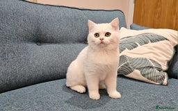 Scottish Fold cats for sale: Excellent Scottish straight kittens  - Image 13