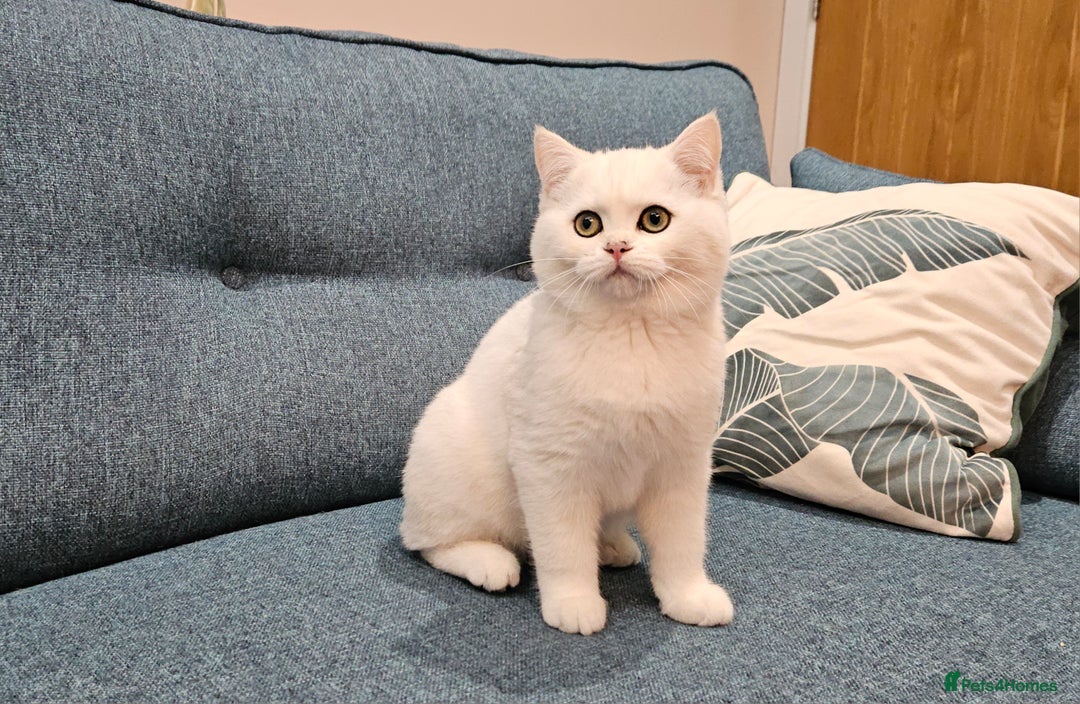 Scottish Fold cats for sale: Excellent Scottish straight kittens  - Image 13