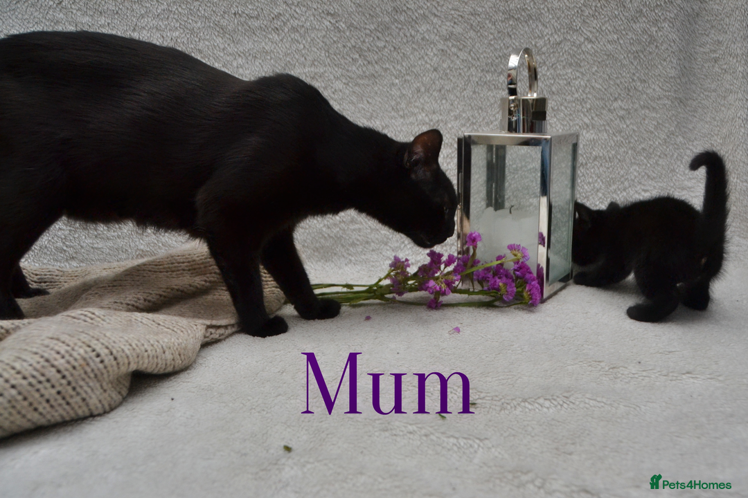 Mixed Breed cats for sale: Beatiful Maine-Coone/Bombay Kittens - Image 16