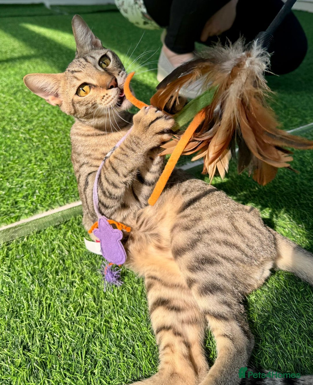 Mixed Breed cats for adoption: [Indoors Only] Ash - Playful & Social Kitty! - Advert 2