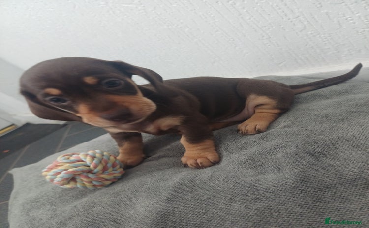 Miniature Dachshund dogs - Advert 15