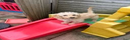 Mixed Breed dogs for sale: Male Double Doodle For Sale - Advert 8