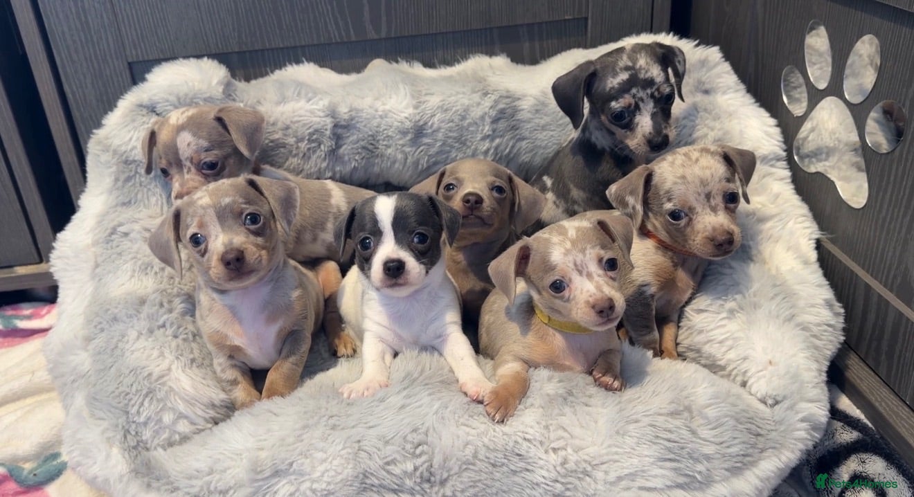 Chiweenie dogs Chiweenie chihuahua dachshund pups ONLY BOYS - Advert 2