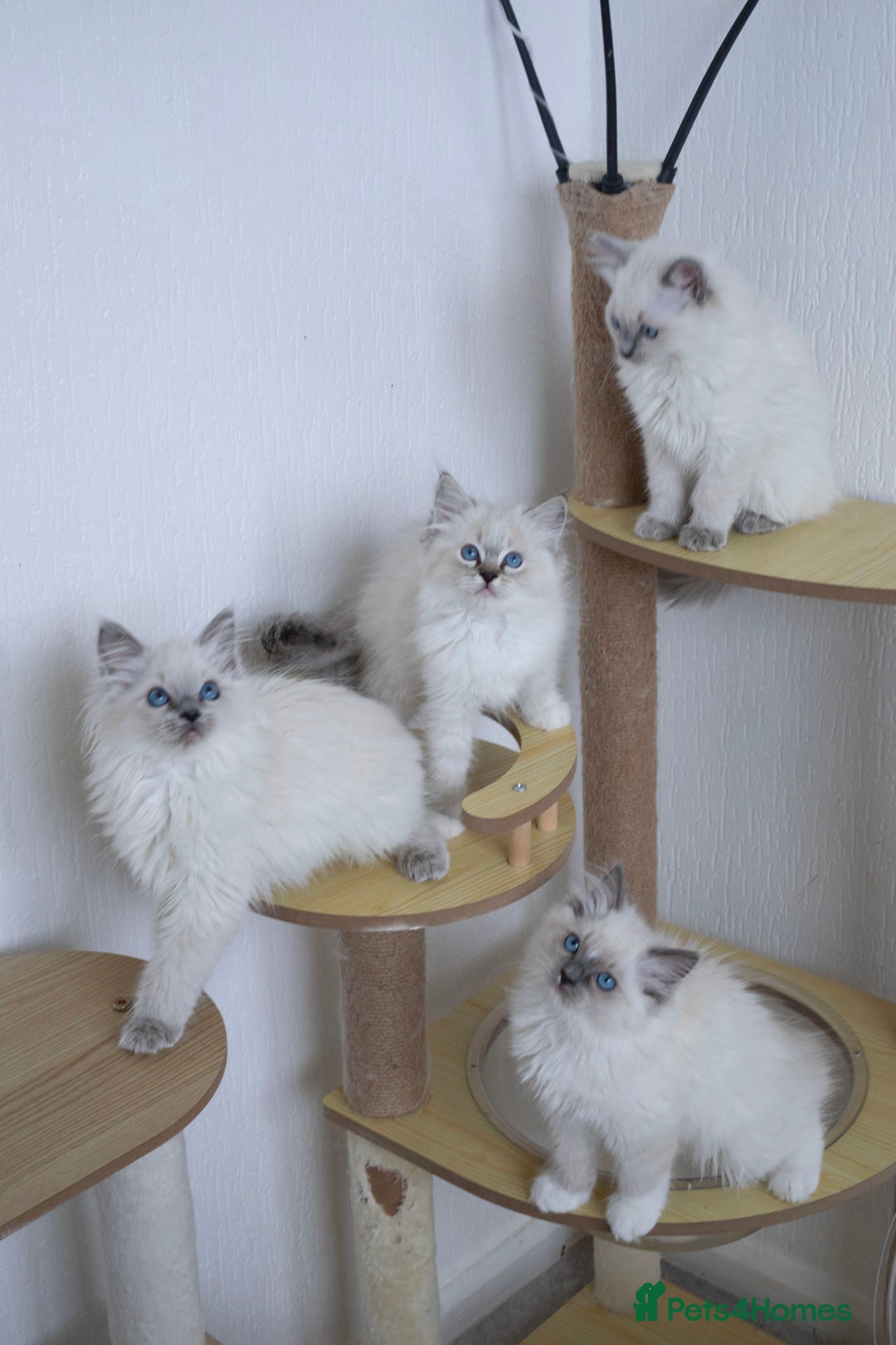 Ragdoll cats for sale: RAGDOLL KITTENS registered in Manchester - Image 14