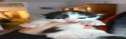 Mixed Breed cats for sale: Kittens For Sale - Advert 10