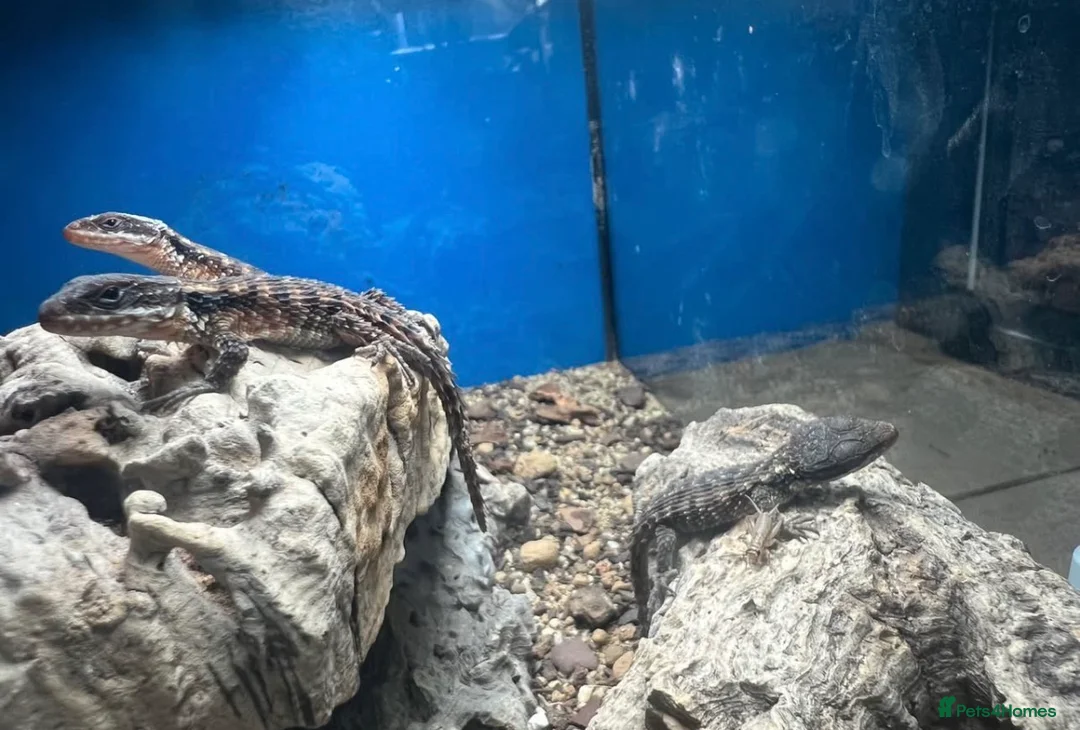 Lizard reptiles for sale: 5 healthy baby dwarf sungazer lizards in Crewe - Advert 6