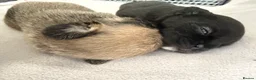 Mixed Breed dogs for sale: Pug Cross Puppies  - Advert 10