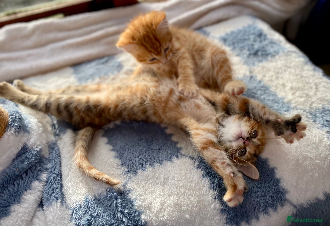 Mixed Breed cats for sale: Gorgeous Ginger And Tortoiseshell Female Kittens - Advert 23