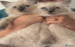 Ragdoll cats for sale: Adorable Ragdoll baby’s  - Image 1