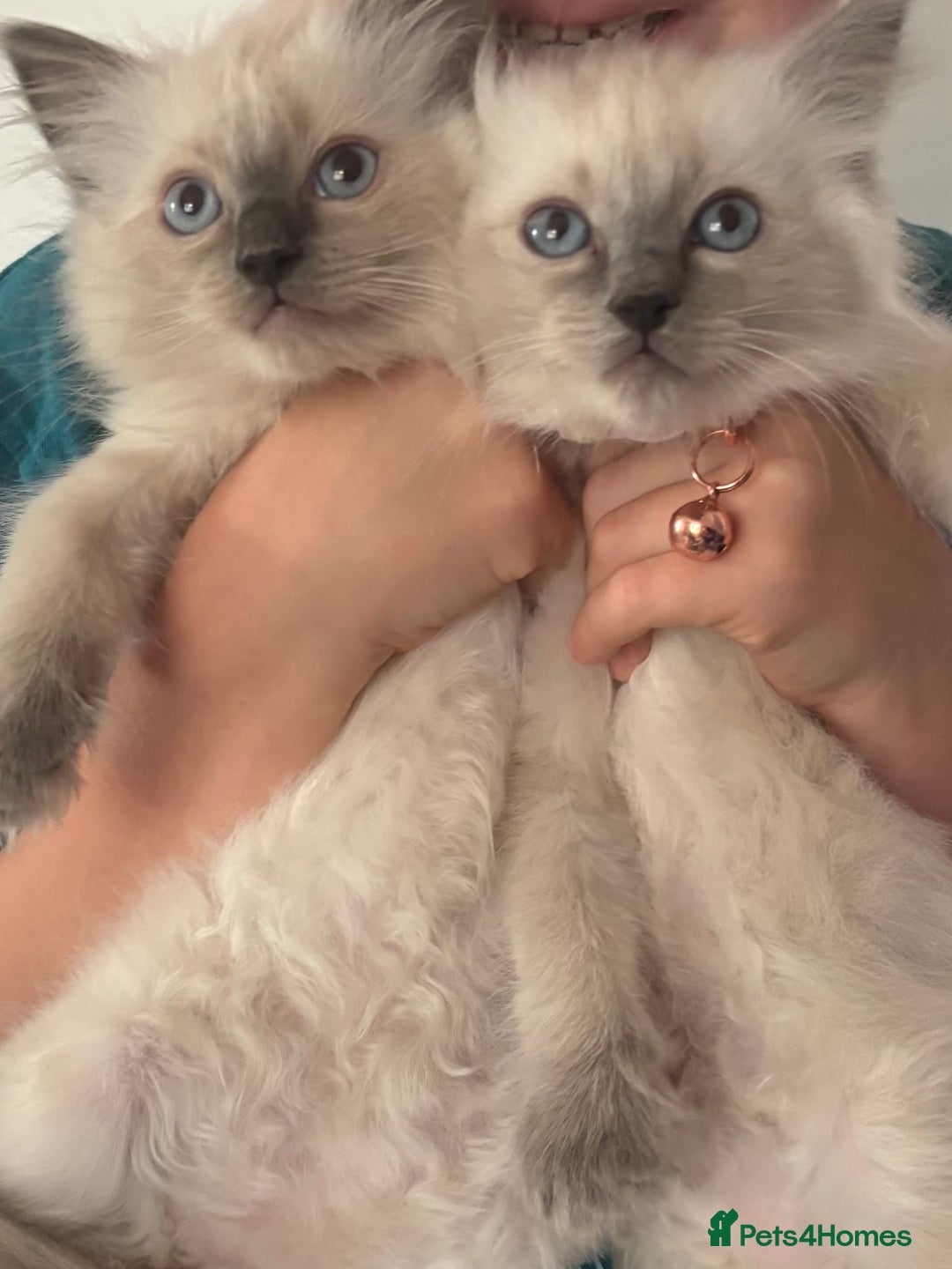Ragdoll cats for sale: Adorable Ragdoll baby’s  - Image 1