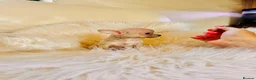 Chihuahua dogs for sale: 3 Male Extra Extra Small Chihuahua pups - Advert 14