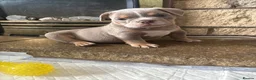 Old Tyme Bulldog dogs for sale: Bargain  - Advert 6