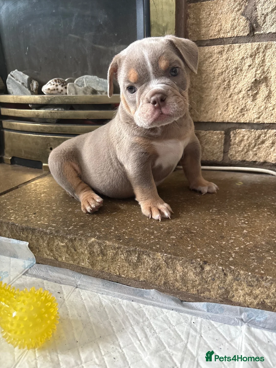Old Tyme Bulldog dogs for sale: Bargain  - Advert 6