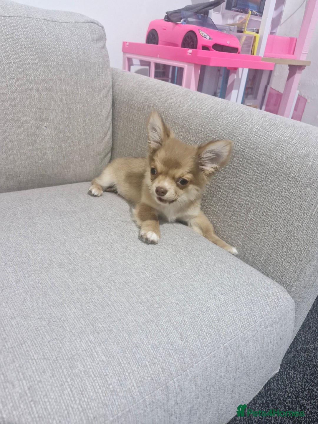 Chihuahua dogs for sale: Chihuahua puppy - Advert 5