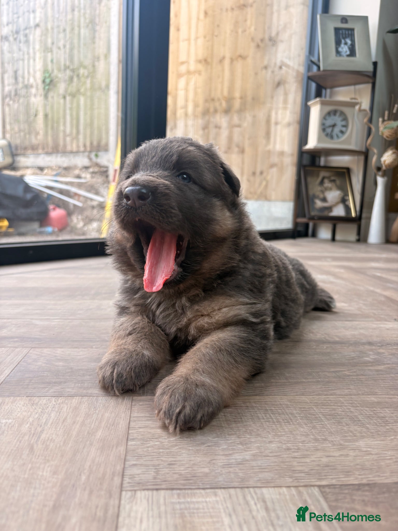German Shepherd dogs Blue/Tan Puppies  - Advert 1