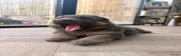 German Shepherd dogs for sale: Blue/Tan Puppies  in Dartford - Advert 1