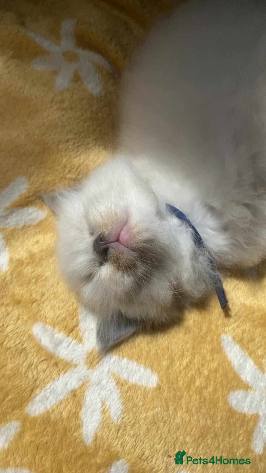 Ragdoll cats Stunning Ragdoll kittens blue point male/female - Advert 2