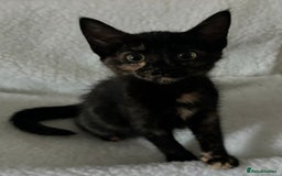 Mixed Breed cats for sale: 2 gorgeous girls tabby and tortoise shell - Image 9