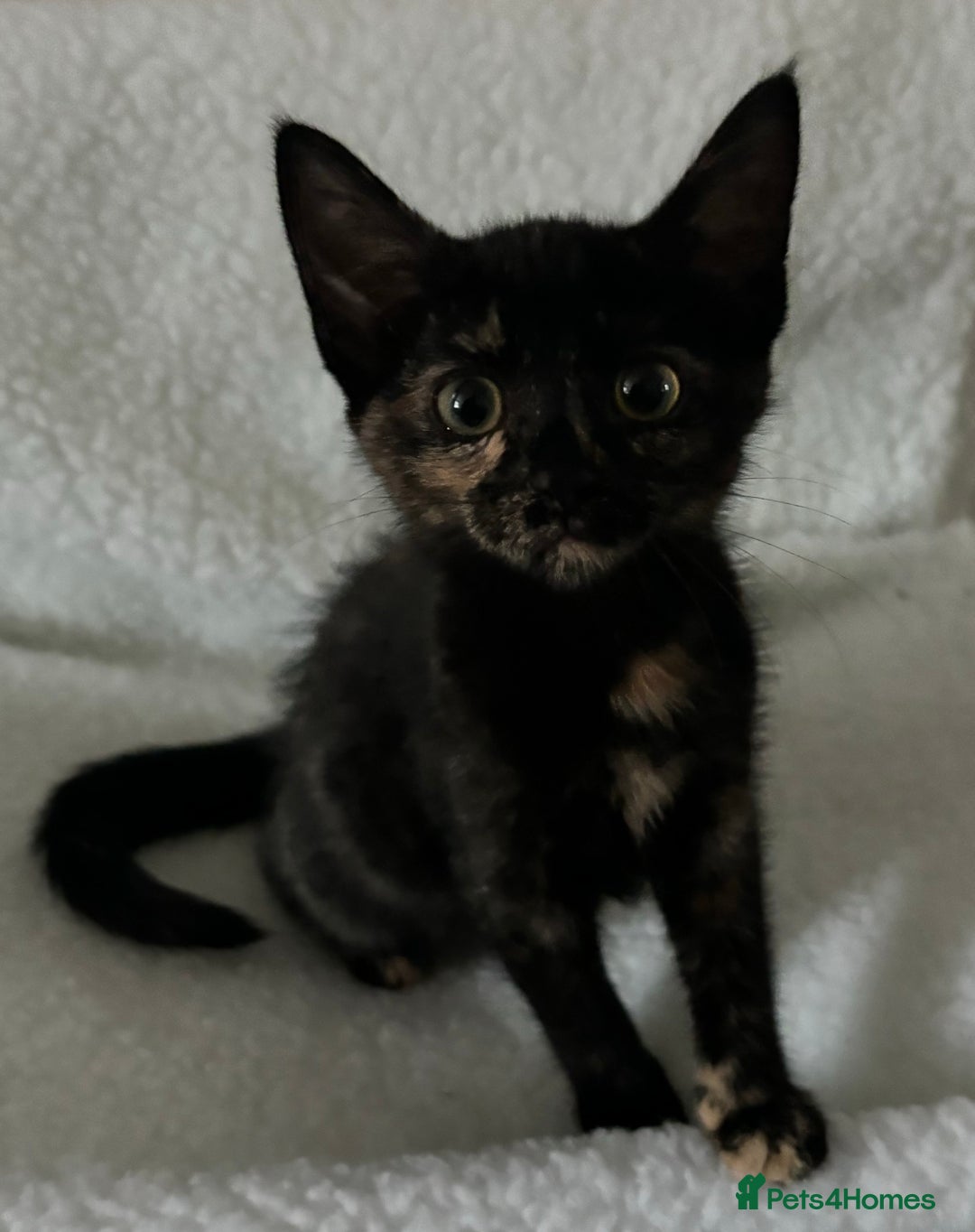 Mixed Breed cats for sale: 2 gorgeous girls tabby and tortoise shell - Image 9