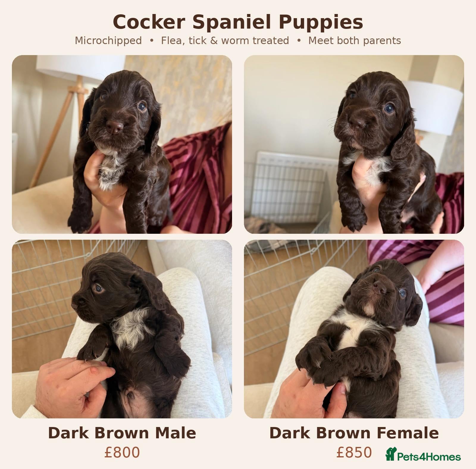 Cocker Spaniel dogs Cocker Spaniel Puppies – 1 Boy & 1 Girl Left - Advert 2